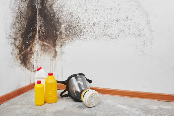 Best Mold Removal Company Near Me  in Bonadelle Ranchos, CA