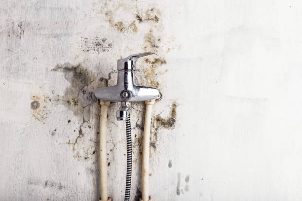 Best Residential Mold Removal  in Bonadelle Ranchos, CA