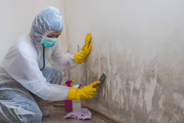 Home Mold Removal in Bonadelle Ranchos, CA