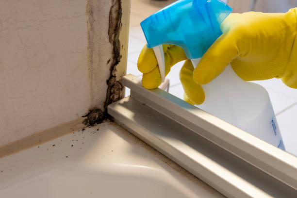 Bonadelle Ranchos, CA Mold Removal Company