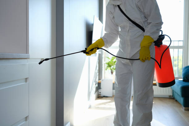 Best Black Mold Removal  in Bonadelle Ranchos, CA