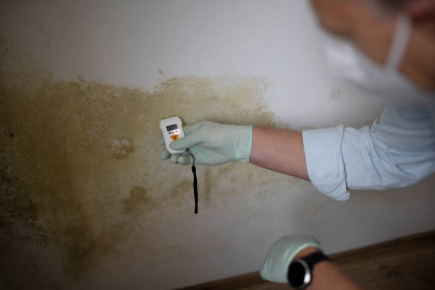 Best Mold Cleaning Services  in Bonadelle Ranchos, CA
