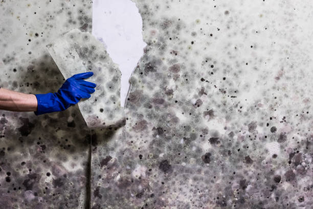 Mold Removal and Inspection in Bonadelle Ranchos, CA